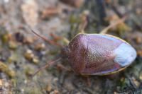 Piezodorus lituratus