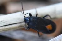 Aphanus rolandri