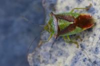 Acanthosoma haemorrhoidale