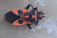Corizus hyoscyami