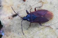 Gastrodes grossipes