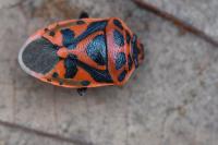 Eurydema ornata
