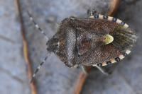 Dolycoris baccarum