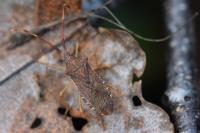 Gonocerus acuteangulatus