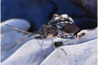 Leptoglossus occidentalis