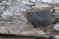 Palomena prasina