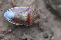 Piezodorus lituratus