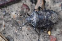 Rhaphigaster nebulosa
