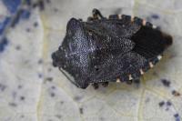 Troilus luridus