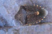 Peribalus strictus