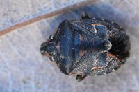 Holcogaster fibulata