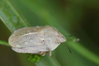 Eurygaster austriaca
