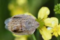 Eurygaster austriaca
