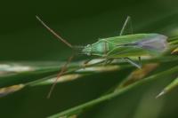 Stenodema calcarata