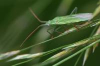 Stenodema calcarata