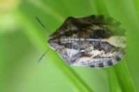 Eurygaster maura
