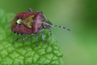 Dolycoris baccarum