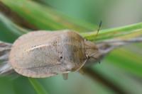Eurygaster austriaca