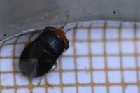 Geocoris erythrocephalus
