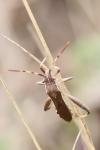 Camptopus lateralis
