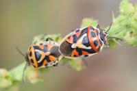 Eurydema ornata