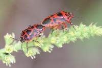 Eurydema ornata