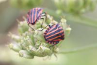 Graphosoma italicum