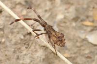 Coreus marginatus