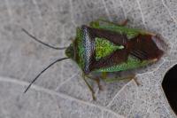 Acanthosoma haemorrhoidale