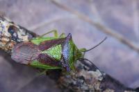 Acanthosoma haemorrhoidale