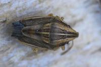 Aelia acuminata