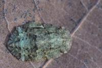 Ledra aurita