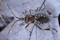 Leptoglossus occidentalis