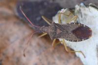 Gonocerus acuteangulatus