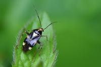 Liocoris tripustulatus