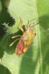 Carpocoris purpureipennis