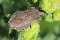 Enoplops scapha