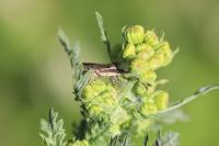 Enoplops scapha