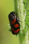 Cercopis vulnerata