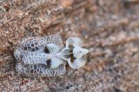 Corythucha ciliata