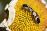 Trapezonotus ullrichi