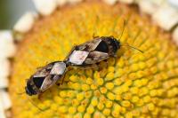 Trapezonotus ullrichi