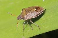 Peribalus strictus vernalis