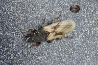 Metopoplax ditomoides