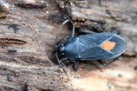 Aphanus rolandri
