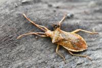 Gonocerus acuteangulatus