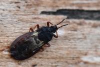 Aneurus avenius