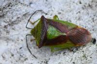 Acanthosoma haemorrhoidale