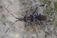 Camptopus lateralis