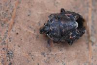 Holcogaster fibulata